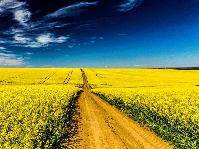 a field of canola with a wide open blue sky.